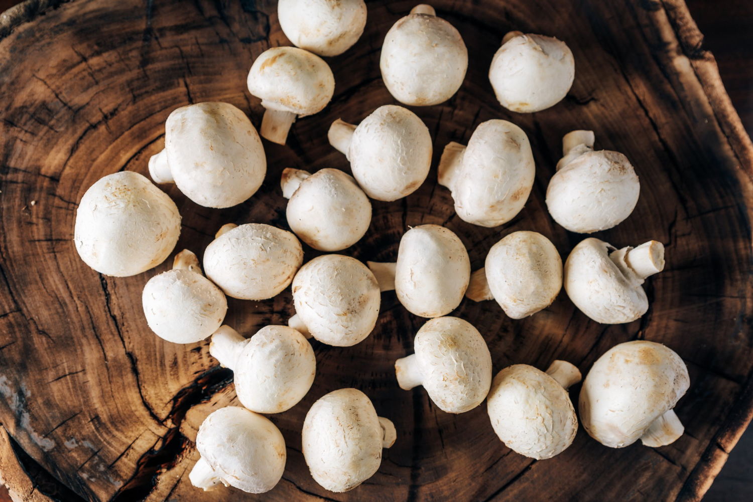 Mushroom farm equipment mistakes – how to avoid costly decisions in cultivation?