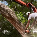 Best Solutions for Tree Removal, Trimming, and Emergency Storm Cleanup in Bellingham, WA