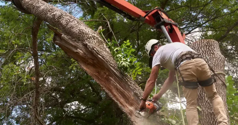 Best Solutions for Tree Removal, Trimming, and Emergency Storm Cleanup in Bellingham, WA